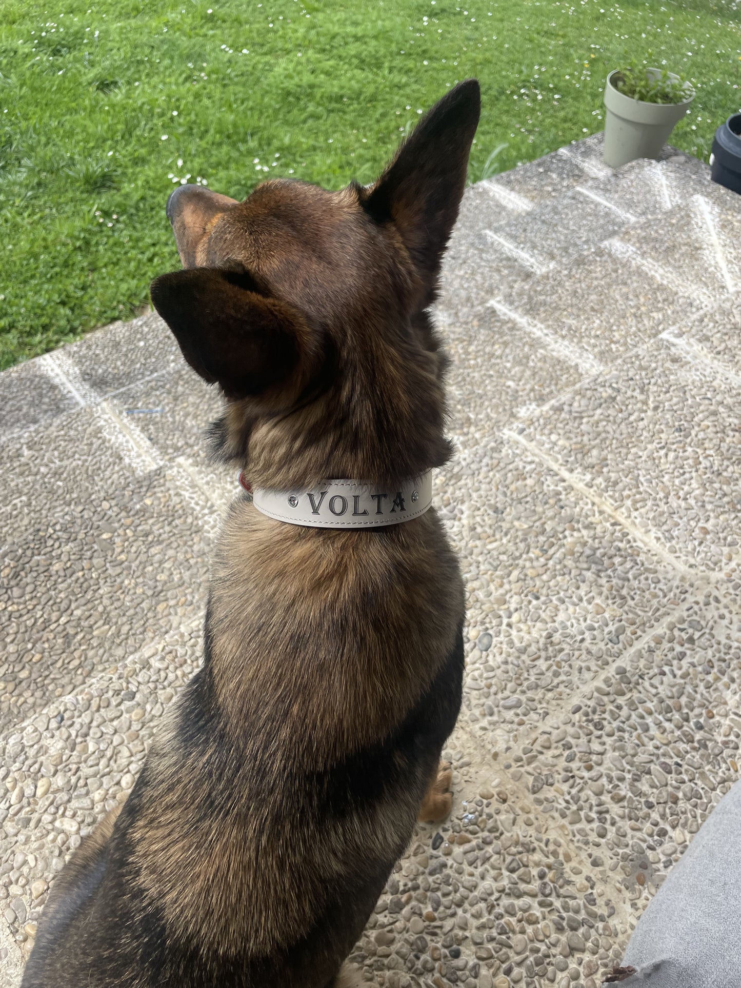 Collier O'PoilSafe Ivoire pour Chien