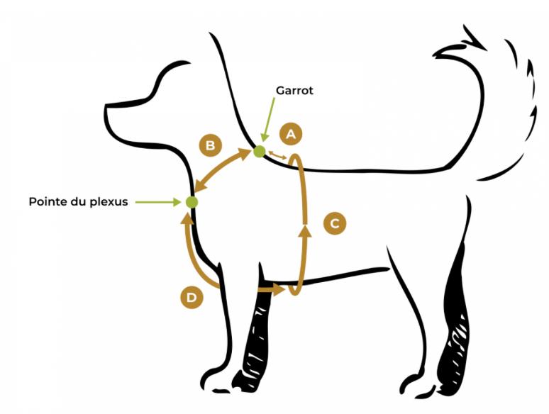 HARNAIS EN 8 pour Chien