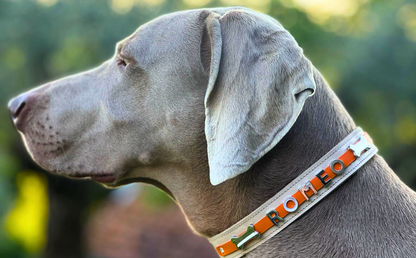 Collier O'PoilSafe Ivoire pour Chien