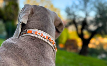 Collier O'PoilSafe Ivoire pour Chien