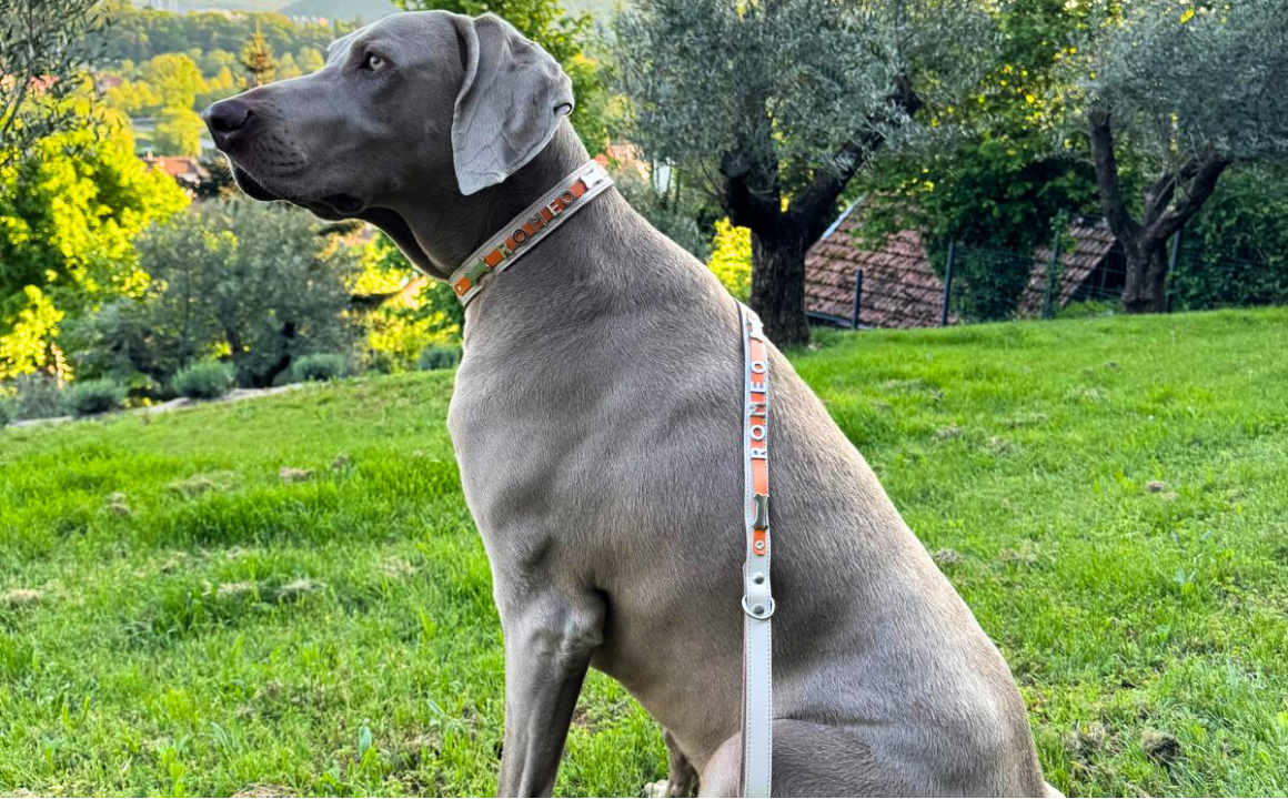 Collier O'PoilSafe Ivoire pour Chien