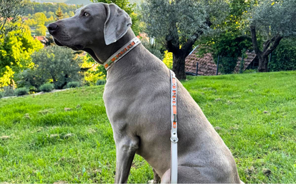 Collier O'PoilSafe Ivoire pour Chien