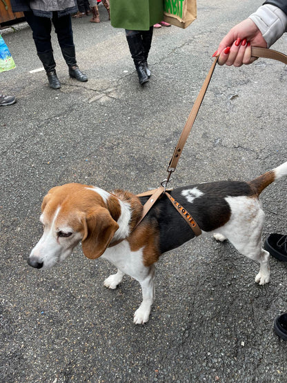 Collier O'PoilSafe camel pour Chien