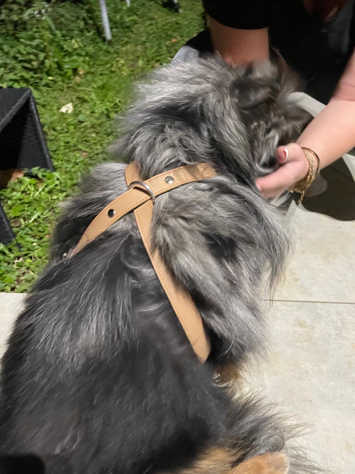 Collier O'PoilSafe camel pour Chien