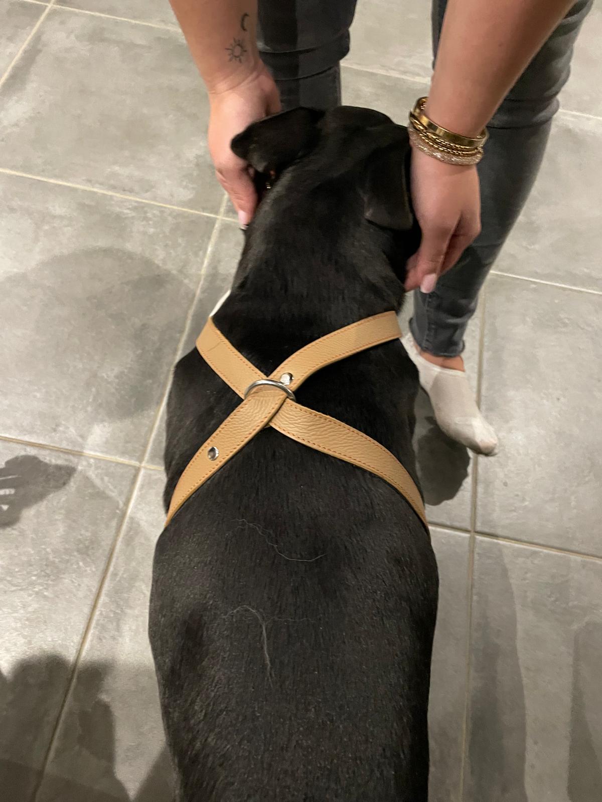 Collier O'PoilSafe camel pour Chien