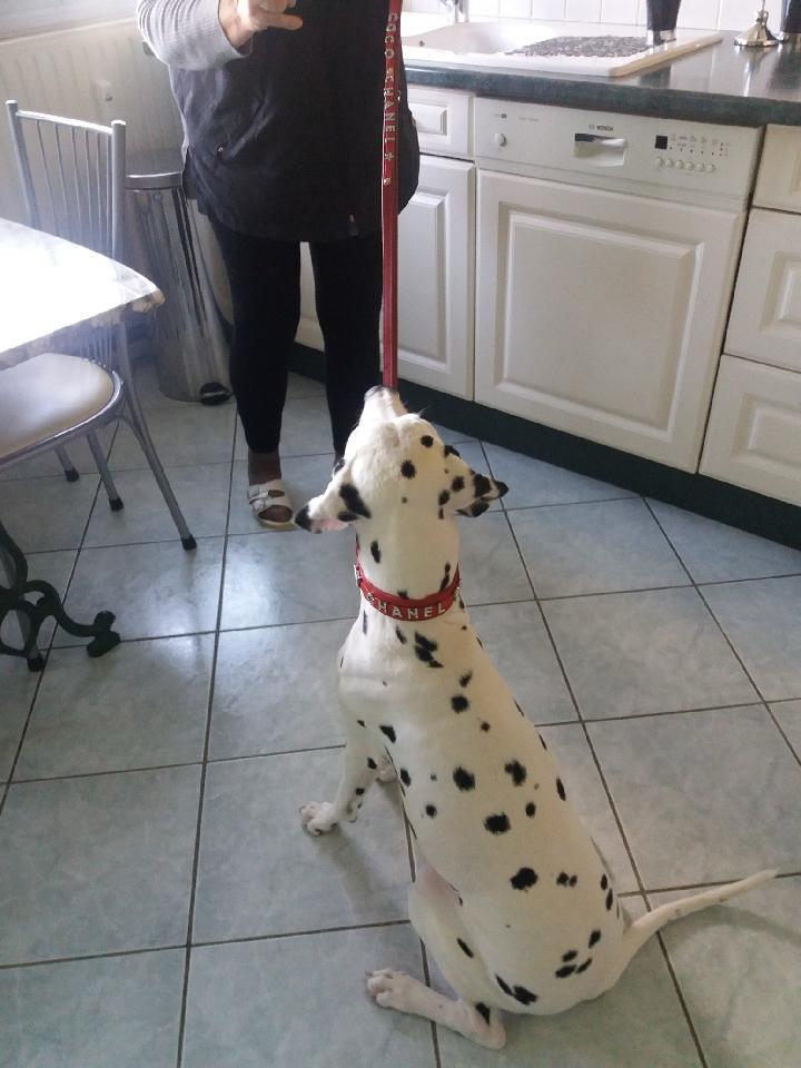 Collier O'PoilSafe Rouge pour Chien