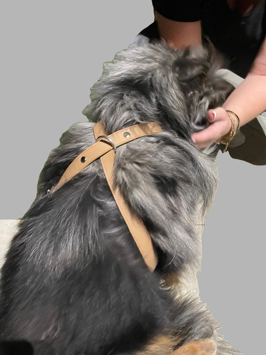Harnais cuir en 8 ou en H pour Chien