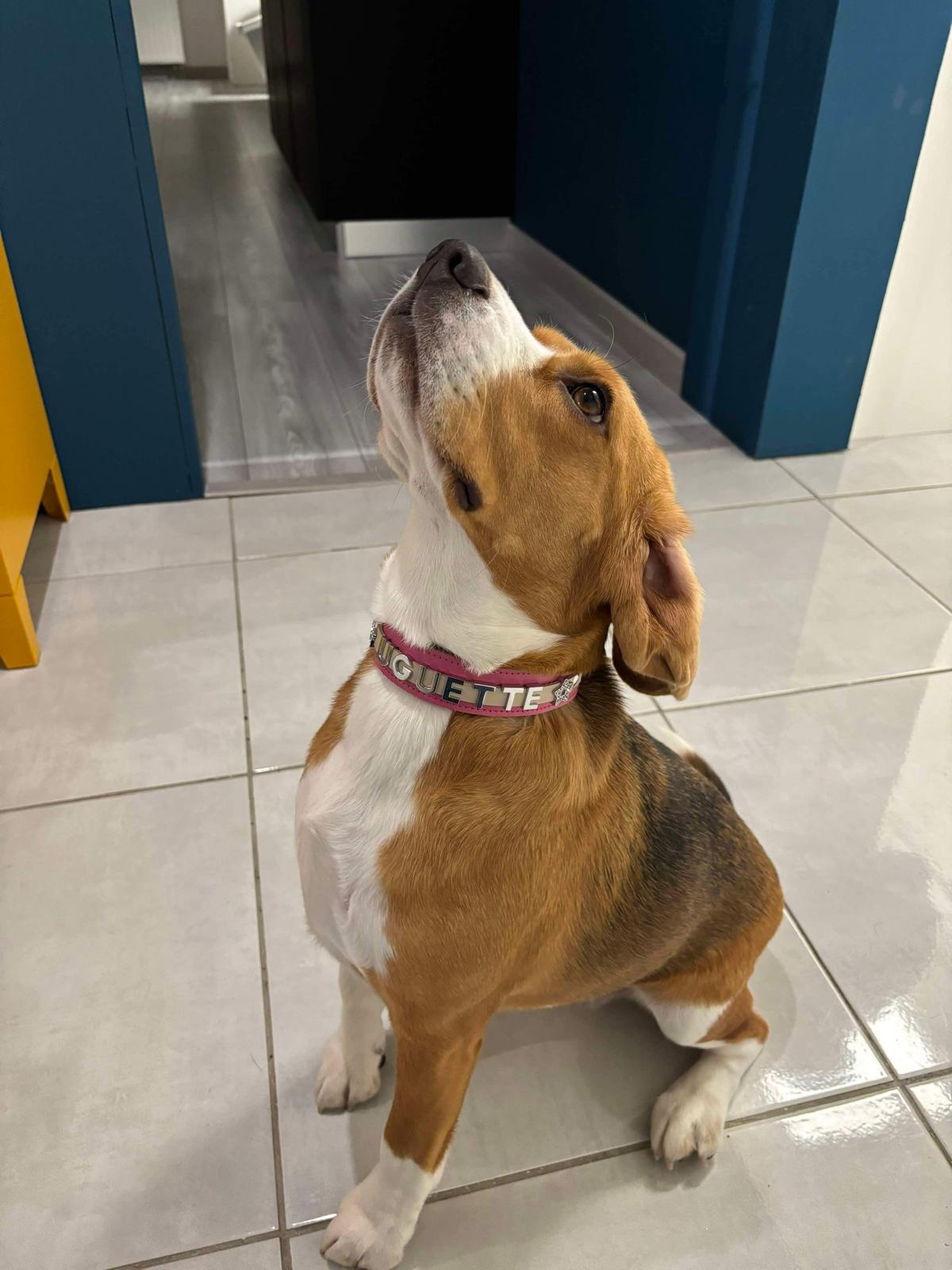 Collier O'PoilSafe Rose pour Chien