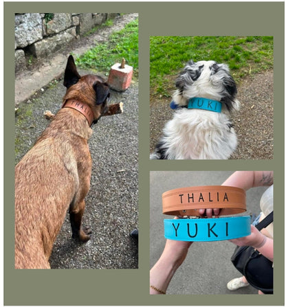 Collier O'PoilSafe Turquoise pour Chien