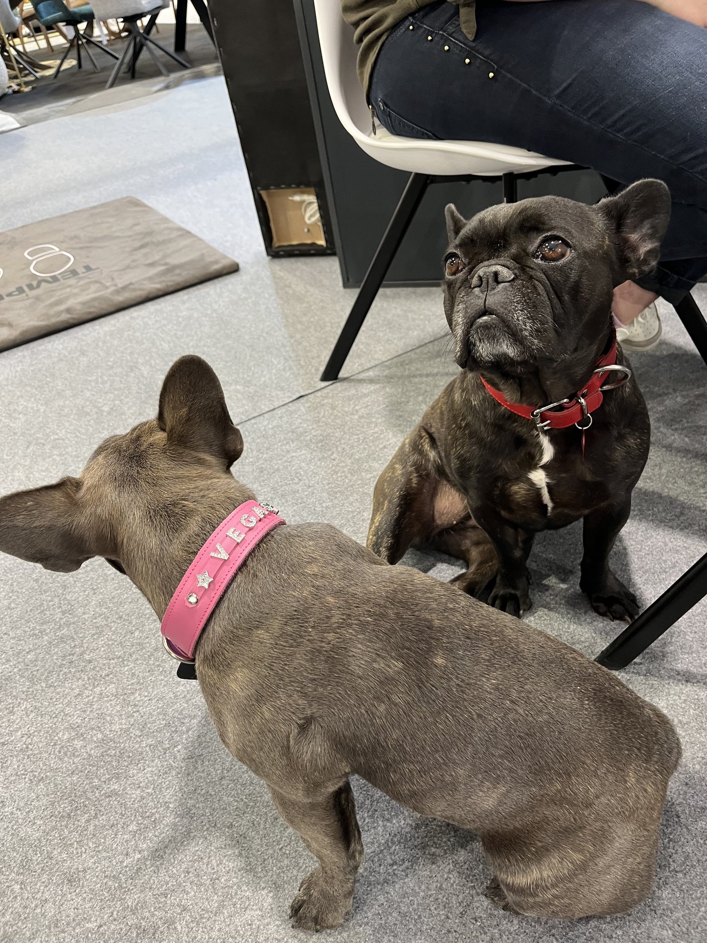 Collier O'PoilSafe Rose pour Chien