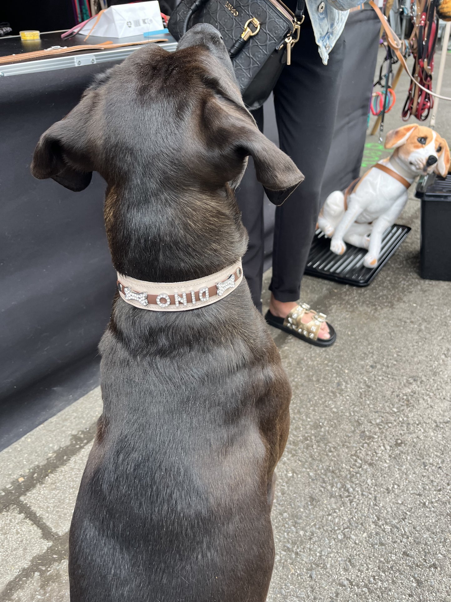 Collier O'PoilSafe Ivoire pour Chien