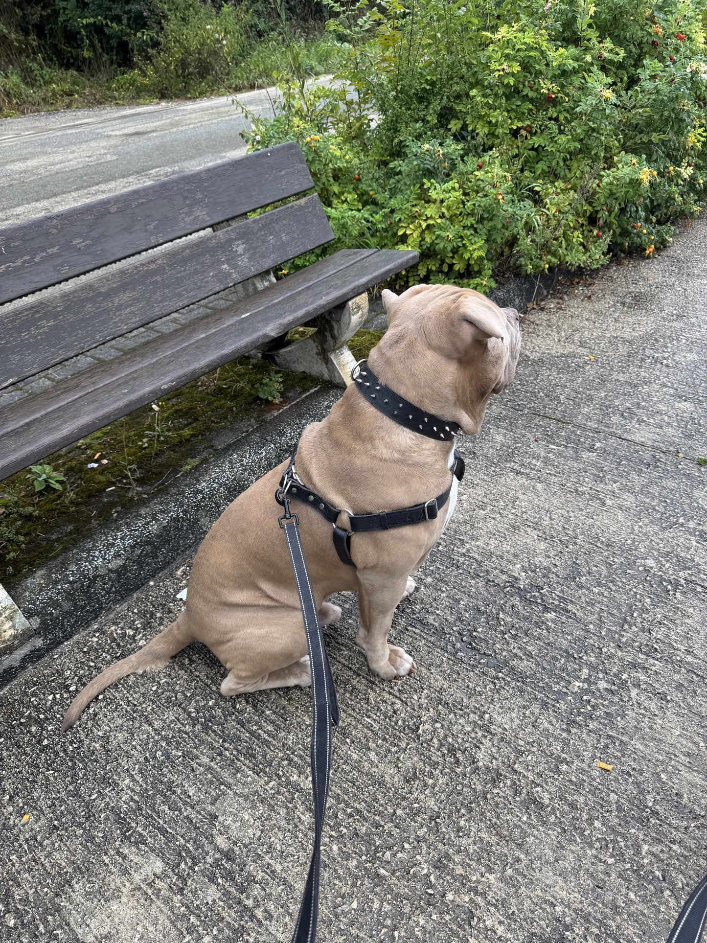 Collier O'PoilSafe Noir pour Chien