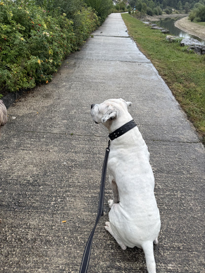 Collier O'PoilSafe Noir pour Chien