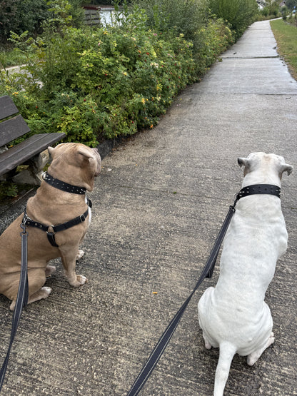 Collier O'PoilSafe Noir pour Chien