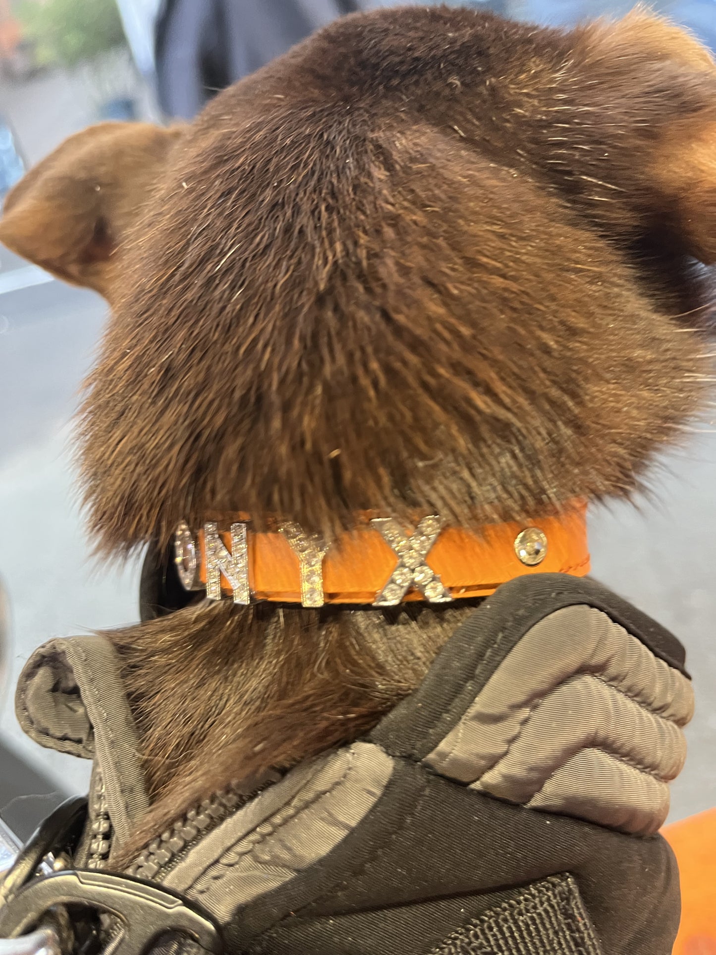 Collier O'PoilSafe Orange pour Chien