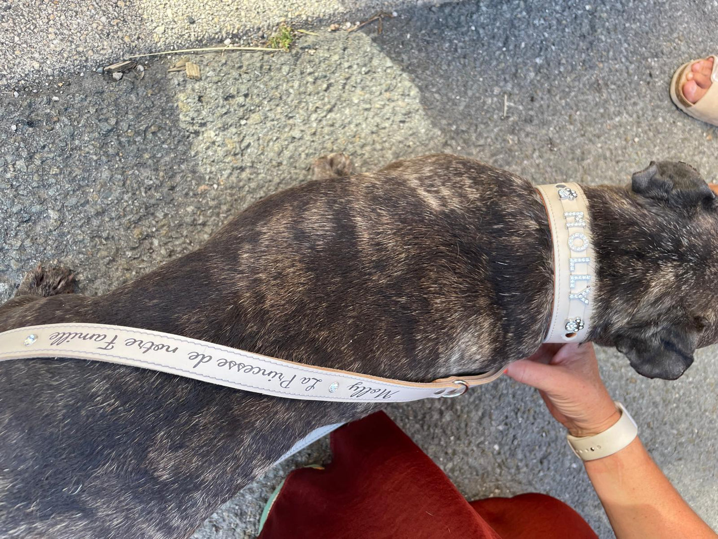 Collier O'PoilSafe Ivoire pour Chien