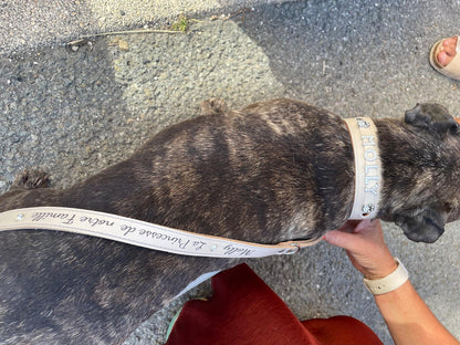 Collier O'PoilSafe Ivoire pour Chien