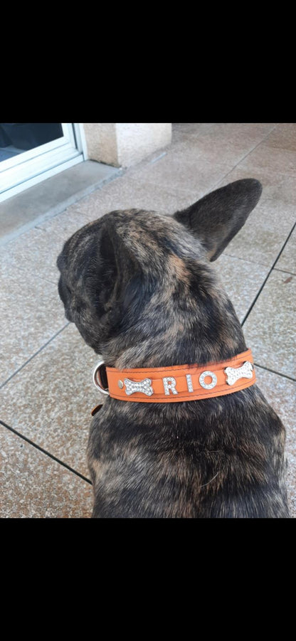 Collier O'PoilSafe Orange pour Chien