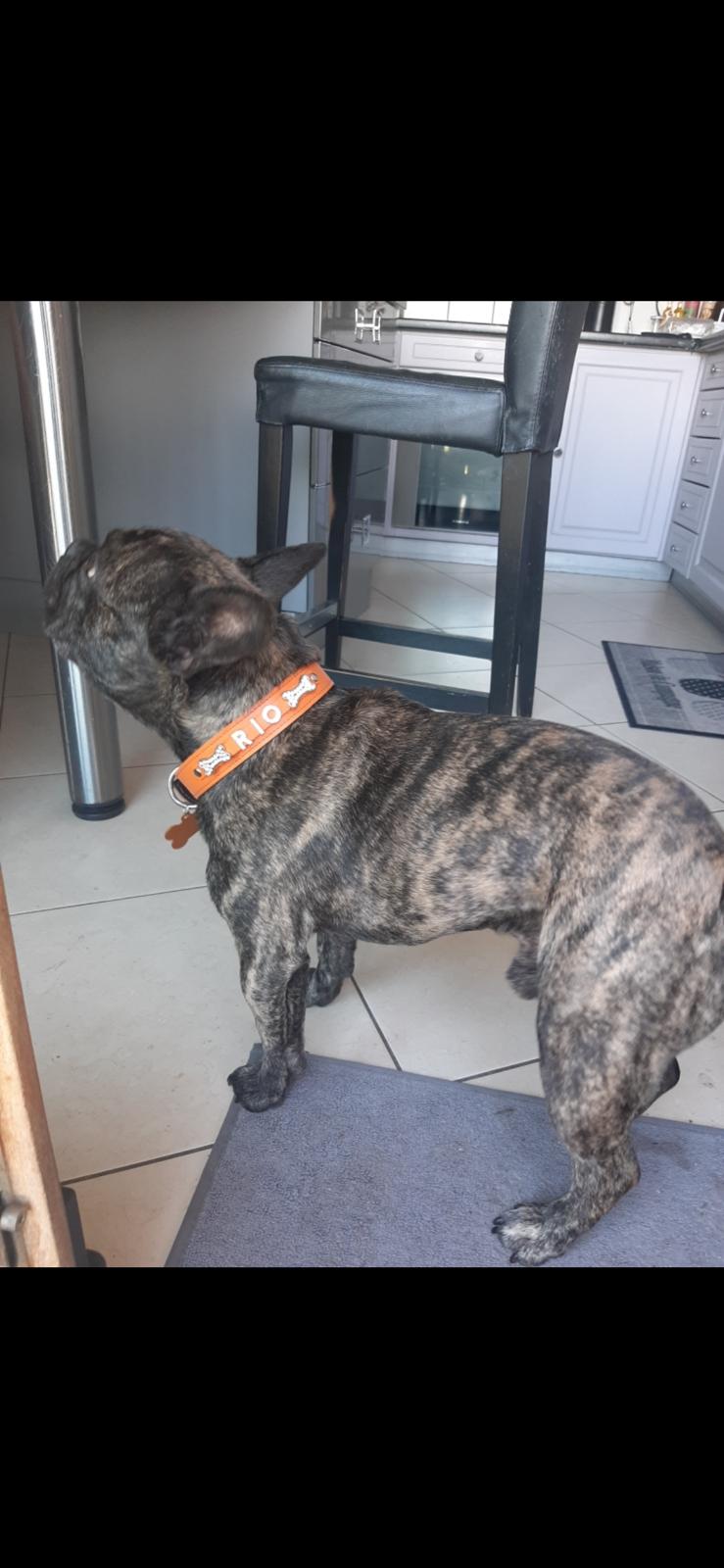 Collier O'PoilSafe Orange pour Chien