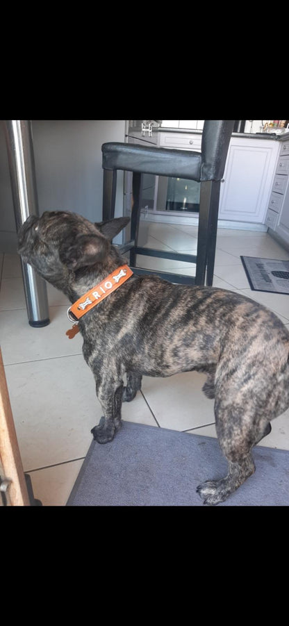 Collier O'PoilSafe Orange pour Chien