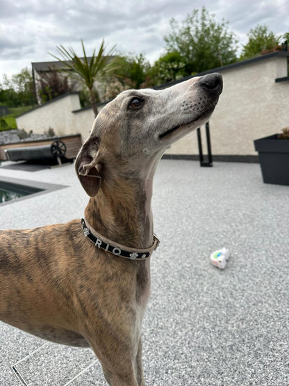 Collier O'PoilSafe Ivoire pour Chien