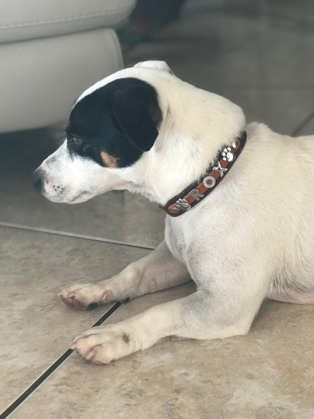 Collier O'PoilSafe Noir pour Chien