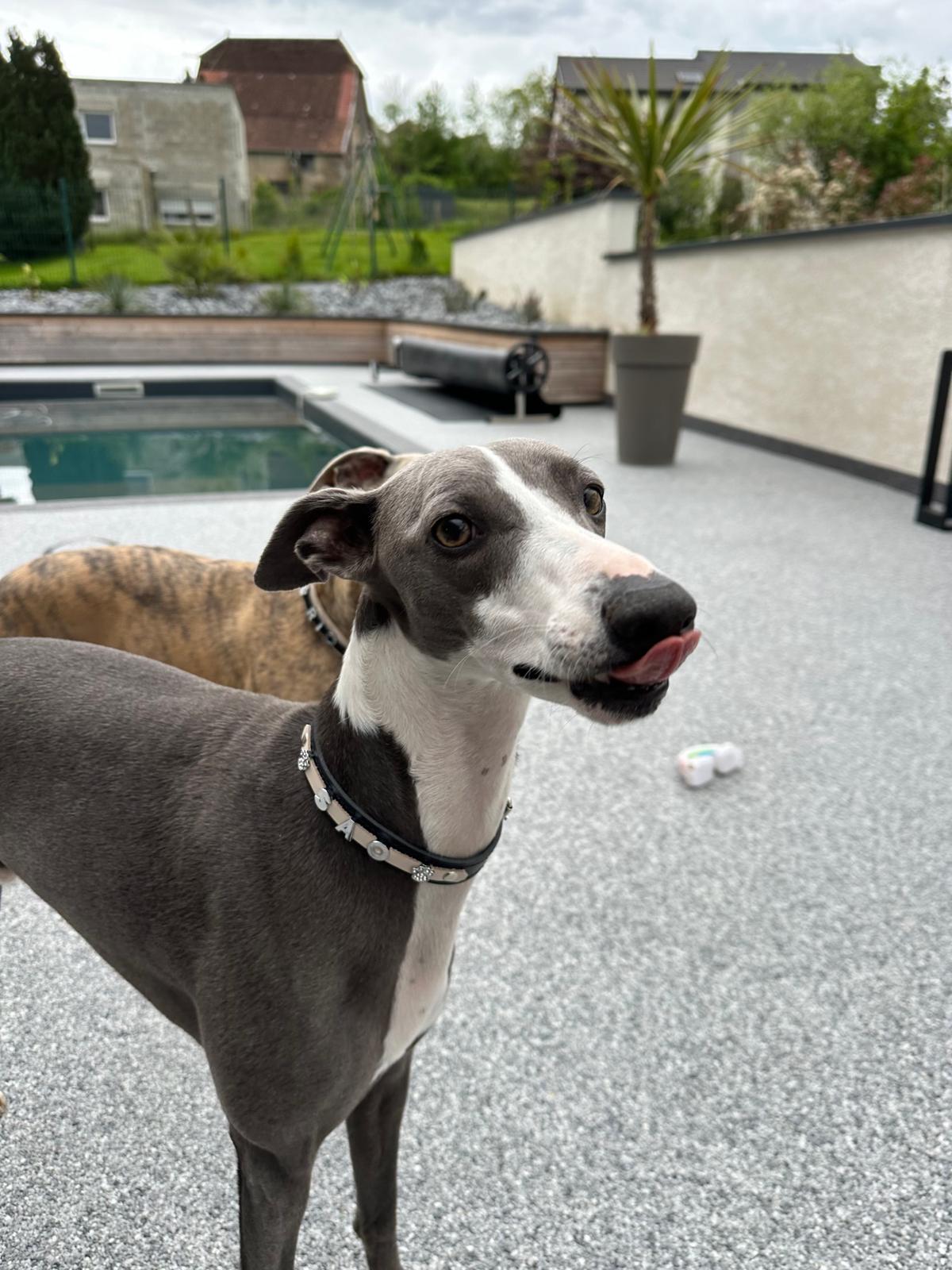 Collier O'PoilSafe Noir pour Chien