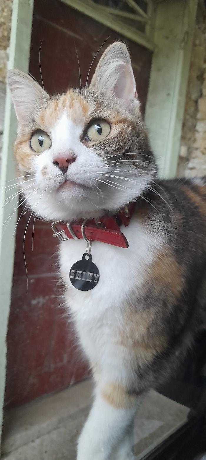 Collier O'PoilSafe Rouge pour Chien