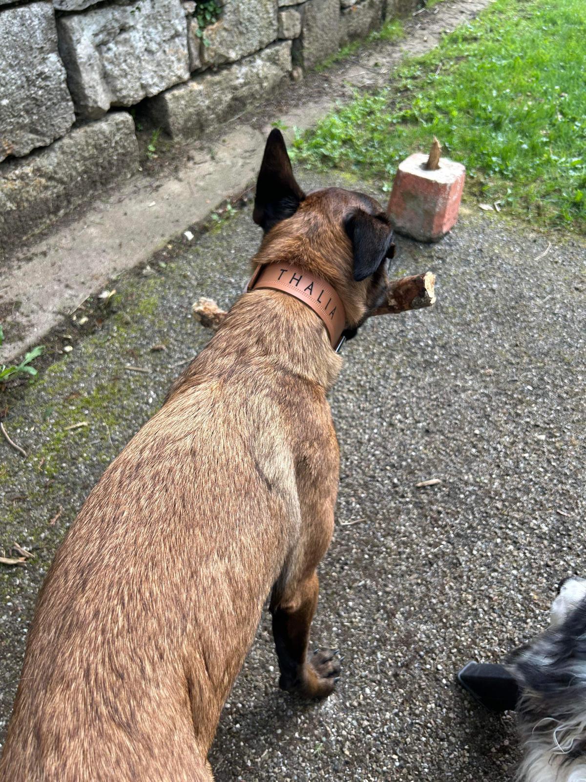 Collier O'PoilSafe camel pour Chien