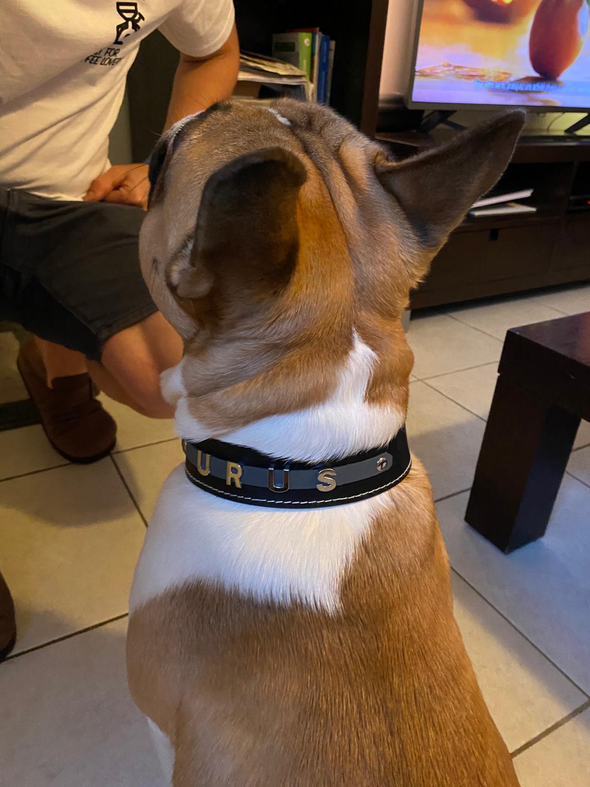 Collier O'PoilSafe Noir pour Chien