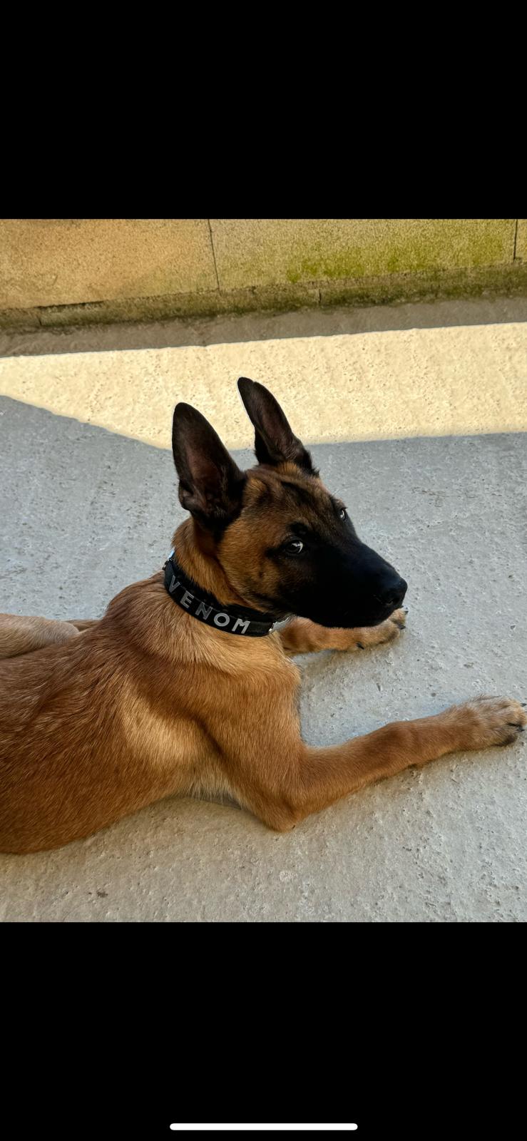 Collier O'PoilSafe Noir pour Chien