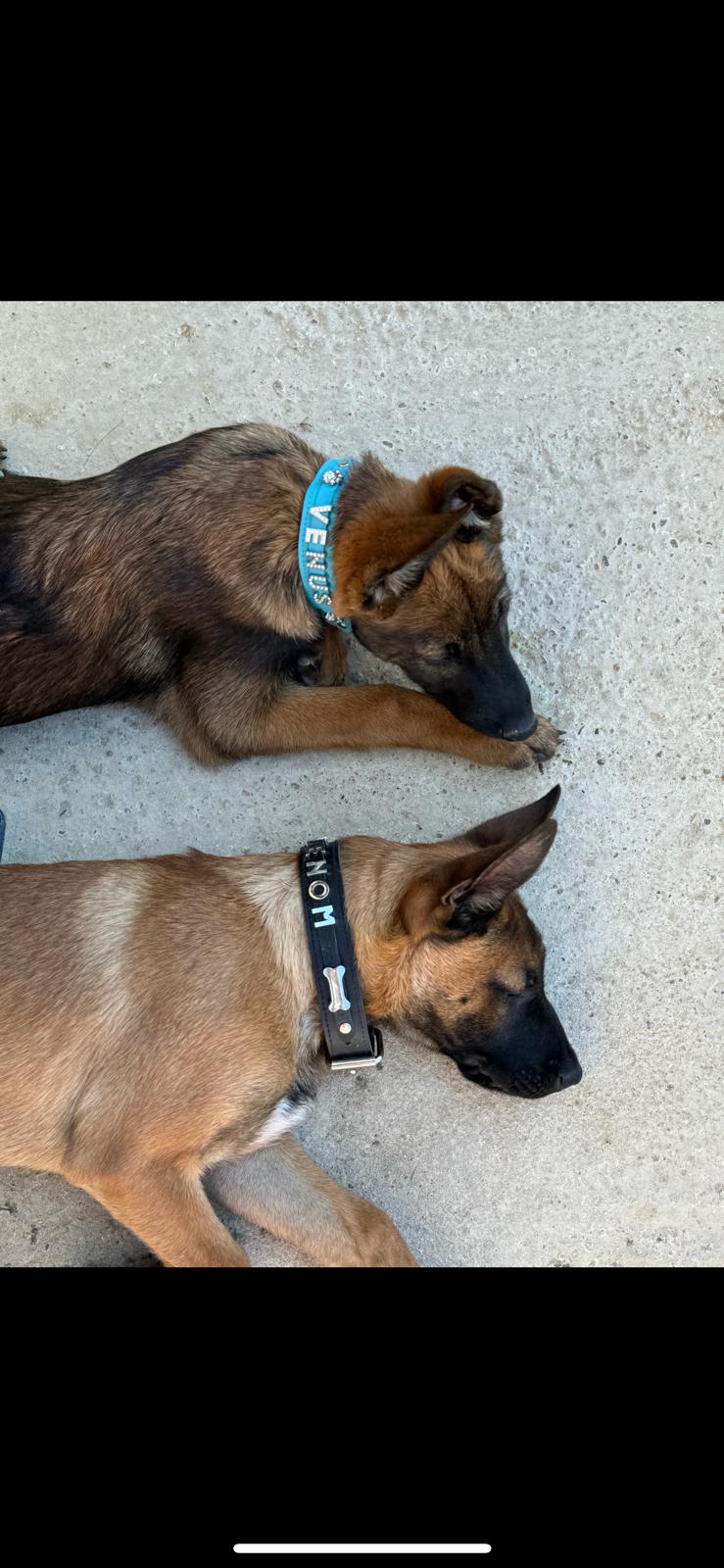 Collier O'PoilSafe Noir pour Chien