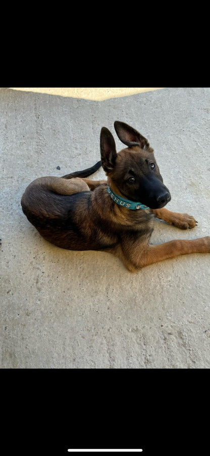 Collier O'PoilSafe Turquoise pour Chien